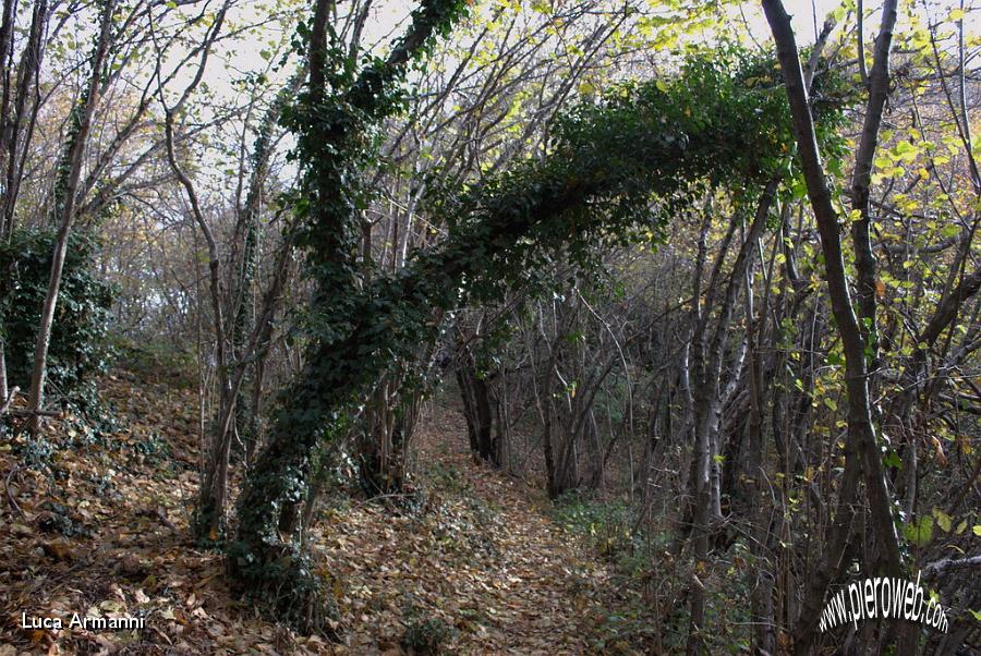 21 l'arco di edera difende il bosco.jpg